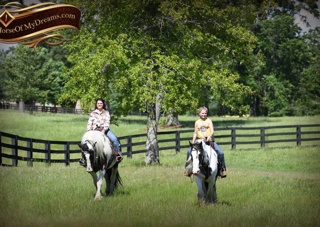 026-Charley-Gypsy-Vanner-Gelding-kids-beginner-gelding-for-sale-black-white-paint