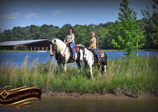 027-Charley-Gypsy-Vanner-Gelding-kids-beginner-gelding-for-sale-black-white-paint
