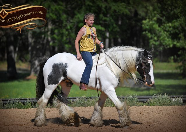 029-Charley-Gypsy-Vanner-Gelding-kids-beginner-gelding-for-sale-black-white-paint