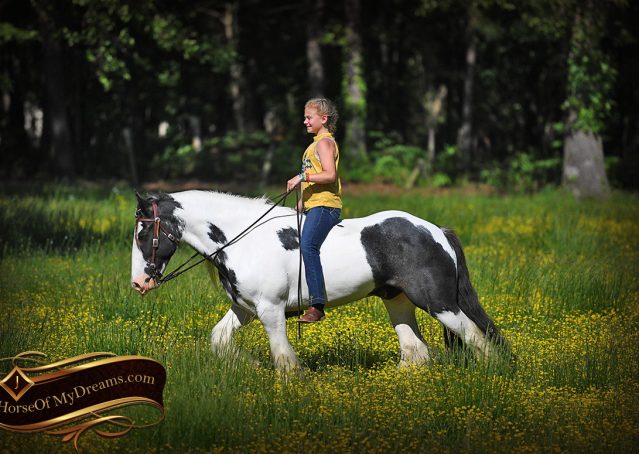 031-Charley-Gypsy-Vanner-Gelding-kids-beginner-gelding-for-sale-black-white-paint
