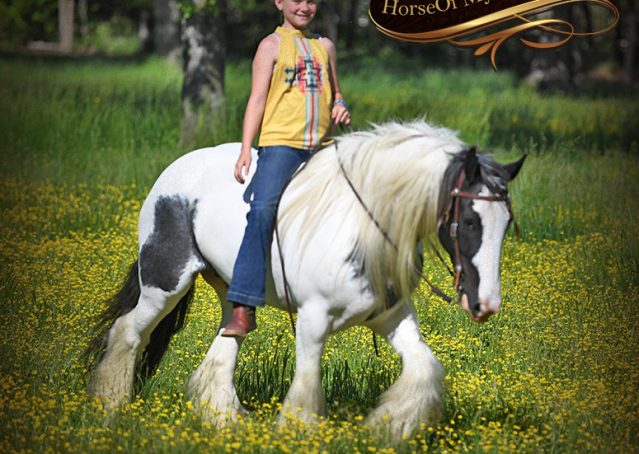 032-Charley-Gypsy-Vanner-Gelding-kids-beginner-gelding-for-sale-black-white-paint