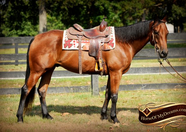 001-Magic-AQHA-Bay-Gelding-For-Sale-Ranch