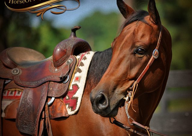 002-Magic-AQHA-Bay-Gelding-For-Sale-Ranch