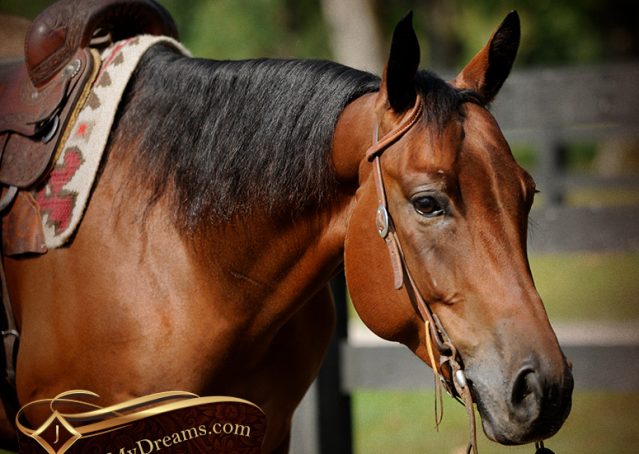 003-Magic-AQHA-Bay-Gelding-For-Sale-Ranch
