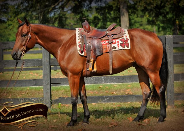 004-Magic-AQHA-Bay-Gelding-For-Sale-Ranch