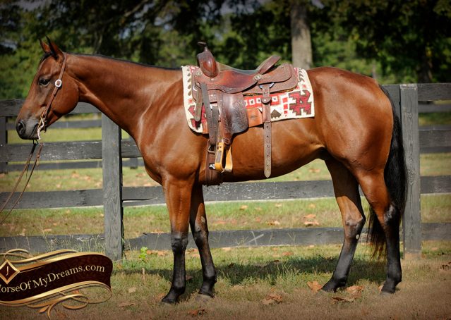 005-Magic-AQHA-Bay-Gelding-For-Sale-Ranch
