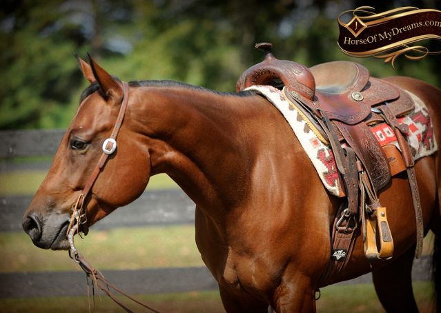 006-Magic-AQHA-Bay-Gelding-For-Sale-Ranch