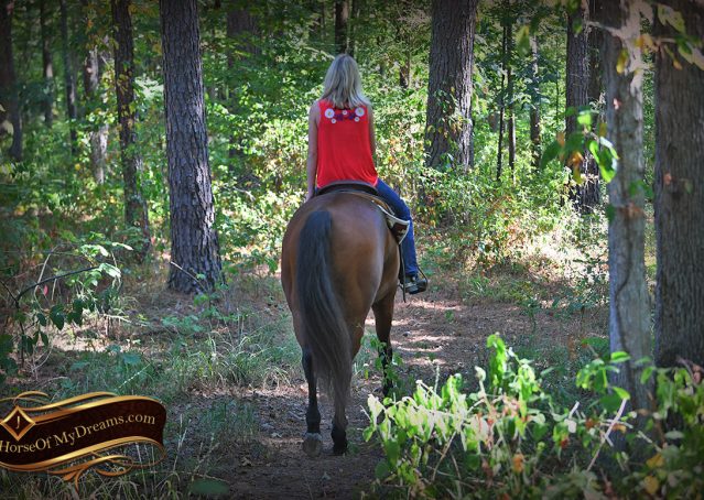 011-Magic-AQHA-Bay-Gelding-For-Sale-Ranch