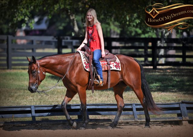 014-Magic-AQHA-Bay-Gelding-For-Sale-Ranch