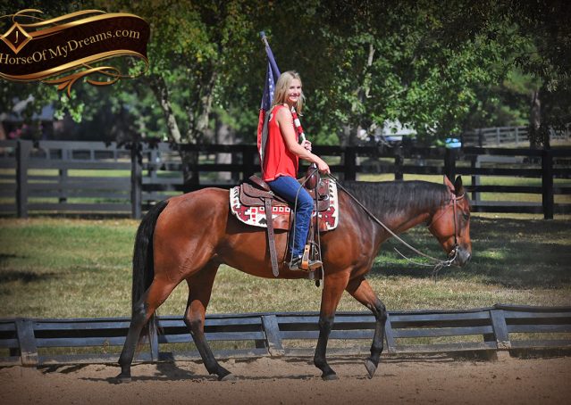 016-Magic-AQHA-Bay-Gelding-For-Sale-Ranch