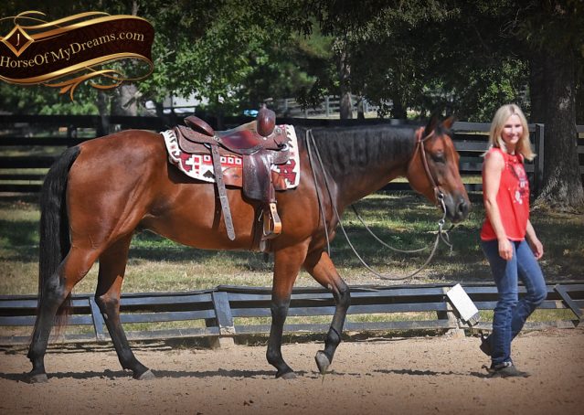 021-Magic-AQHA-Bay-Gelding-For-Sale-Ranch