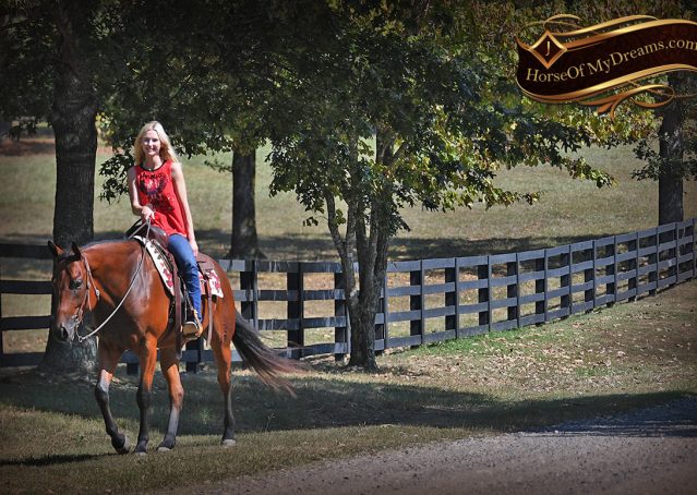 024-Magic-AQHA-Bay-Gelding-For-Sale-Ranch