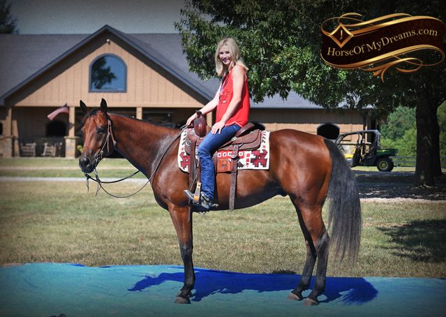 026-Magic-AQHA-Bay-Gelding-For-Sale-Ranch