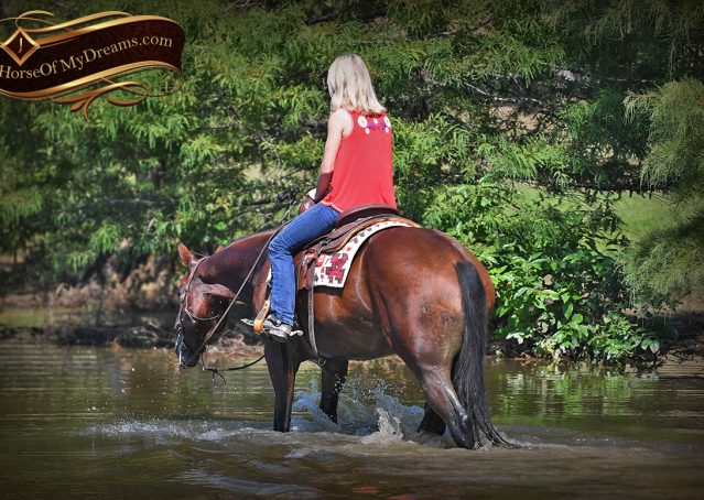 027-Magic-AQHA-Bay-Gelding-For-Sale-Ranch
