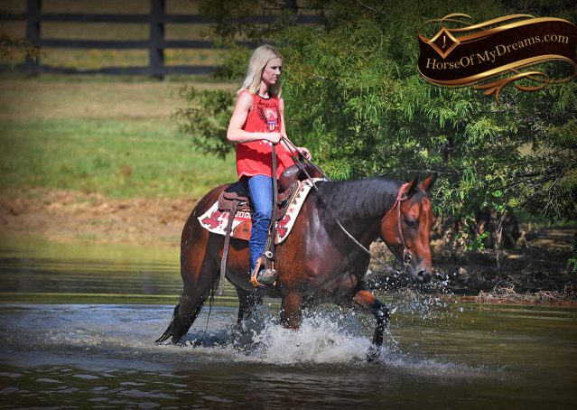 028-Magic-AQHA-Bay-Gelding-For-Sale-Ranch