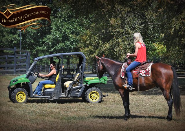 030-Magic-AQHA-Bay-Gelding-For-Sale-Ranch