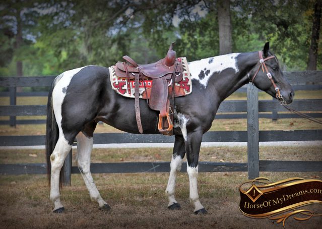 001-Liberty-Black-Tobiano-APHA-Gelding-Gentle-for-Sale