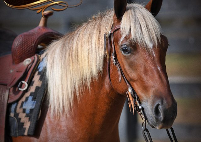002-Copper-Chestnut-pony-Gelding