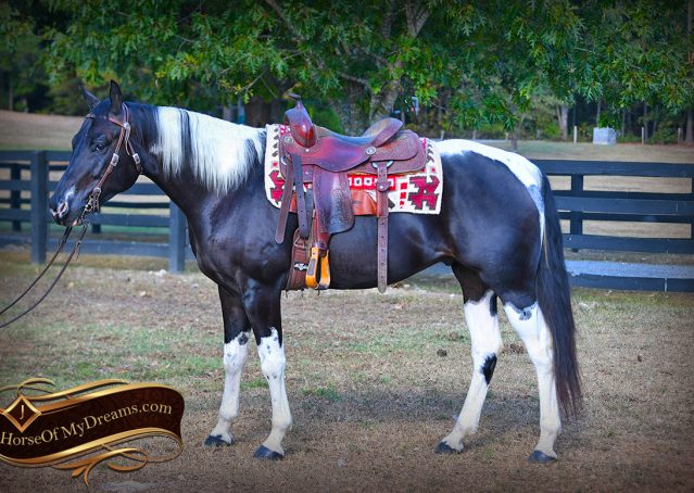 002-Liberty-Black-Tobiano-APHA-Gelding-Gentle-for-Sale