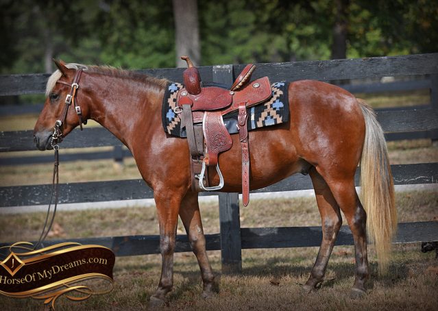 003-Copper-Chestnut-pony-Gelding