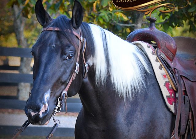 003-Liberty-Black-Tobiano-APHA-Gelding-Gentle-for-Sale