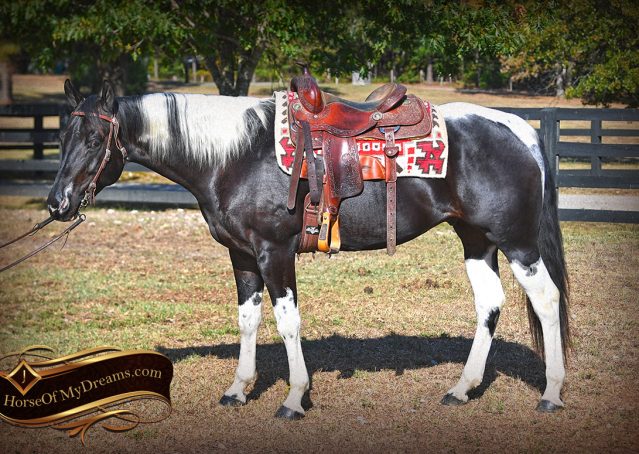 004-Liberty-Black-Tobiano-APHA-Gelding-Gentle-for-Sale