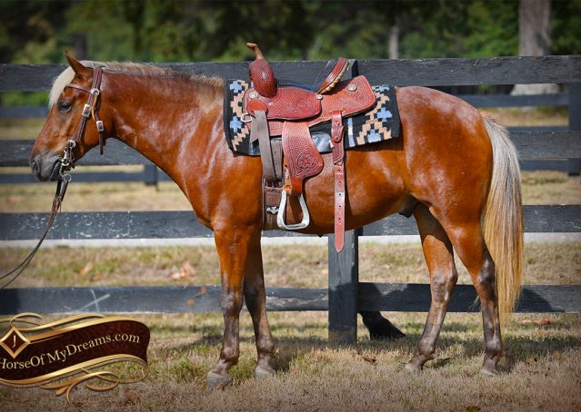 005-Copper-Chestnut-pony-Gelding