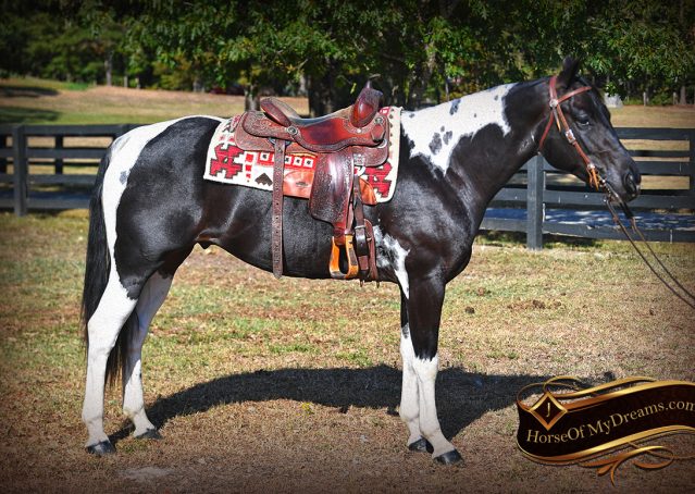 005-Liberty-Black-Tobiano-APHA-Gelding-Gentle-for-Sale