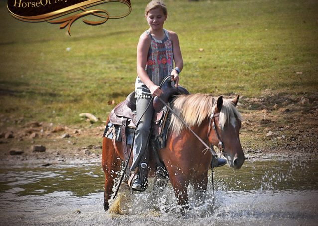 006-Copper-Chestnut-pony-Gelding