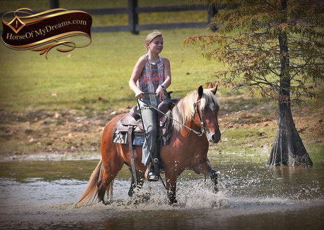 007-Copper-Chestnut-pony-Gelding