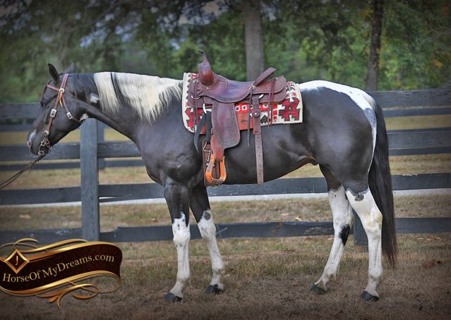 007-Liberty-Black-Tobiano-APHA-Gelding-Gentle-for-Sale
