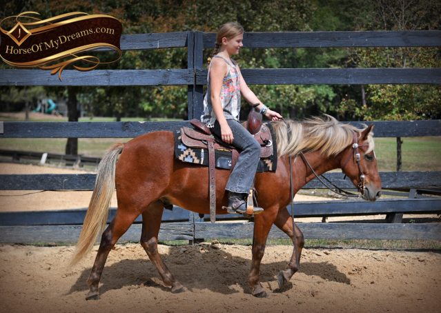 008-Copper-Chestnut-pony-Gelding