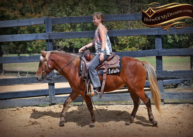 009-Copper-Chestnut-pony-Gelding
