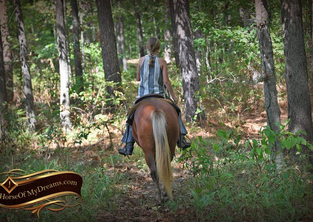 010-Copper-Chestnut-pony-Gelding
