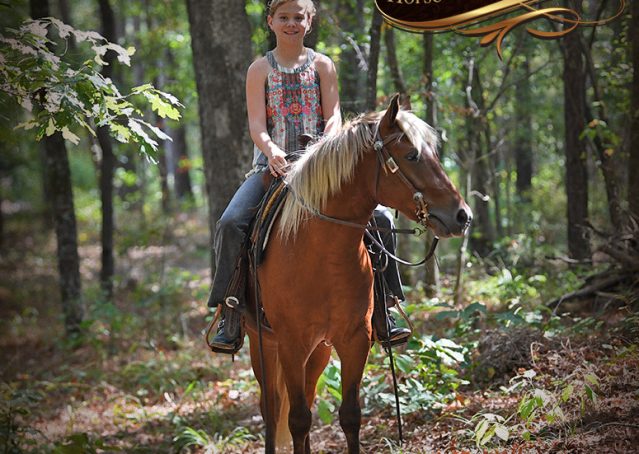 012-Copper-Chestnut-pony-Gelding