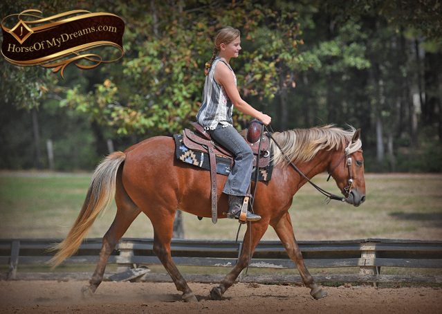 013-Copper-Chestnut-pony-Gelding