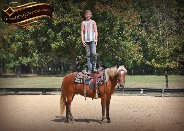 015-Copper-Chestnut-pony-Gelding