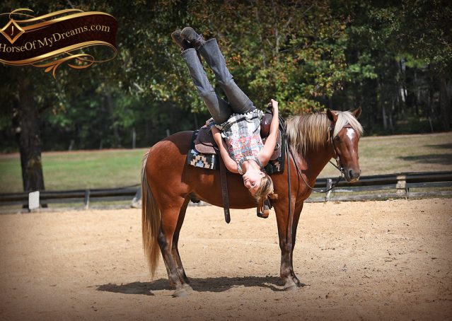 016-Copper-Chestnut-pony-Gelding