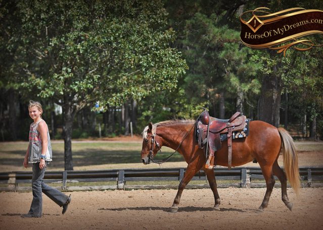 017-Copper-Chestnut-pony-Gelding