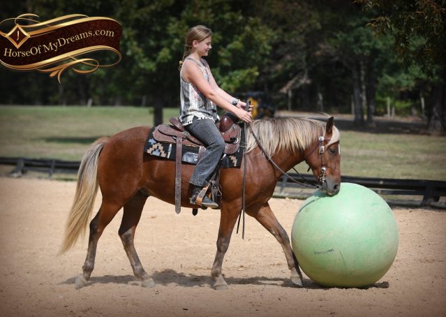 021-Copper-Chestnut-pony-Gelding