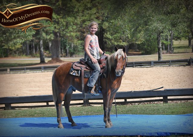 022-Copper-Chestnut-pony-Gelding