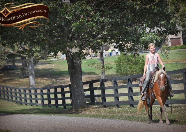 023-Copper-Chestnut-pony-Gelding