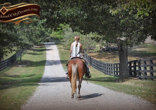 025-Copper-Chestnut-pony-Gelding