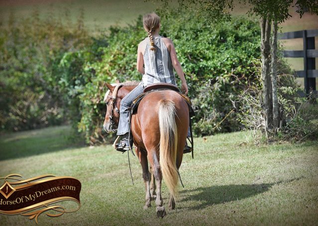 026-Copper-Chestnut-pony-Gelding
