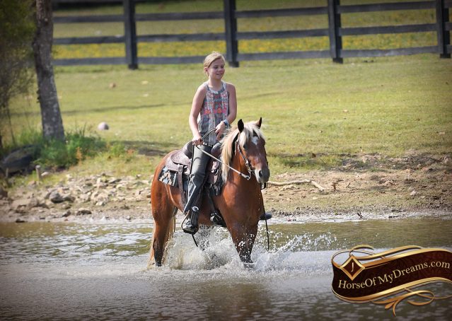 027-Copper-Chestnut-pony-Gelding