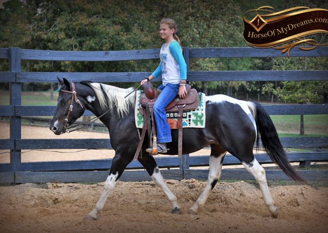 009-Liberty-Black-Tobiano-APHA-Gelding-Gentle-for-Sale