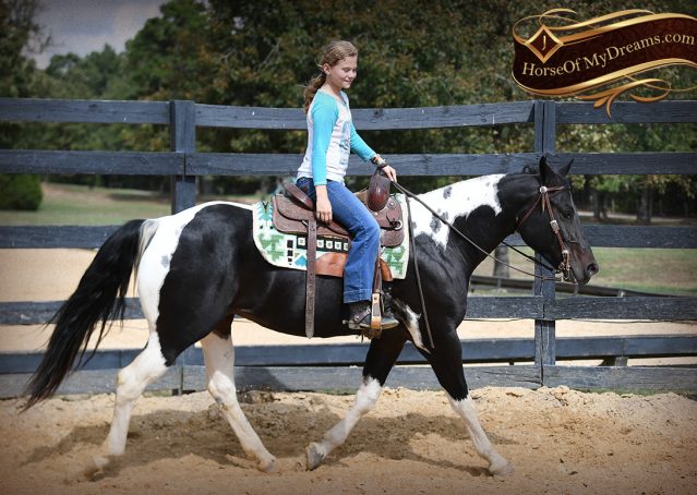 011-Liberty-Black-Tobiano-APHA-Gelding-Gentle-for-Sale