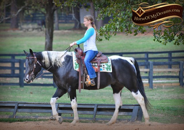 014-Liberty-Black-Tobiano-APHA-Gelding-Gentle-for-Sale