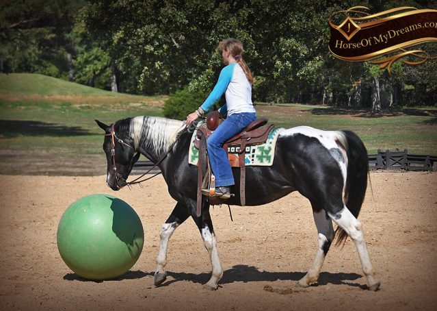 018-Liberty-Black-Tobiano-APHA-Gelding-Gentle-for-Sale