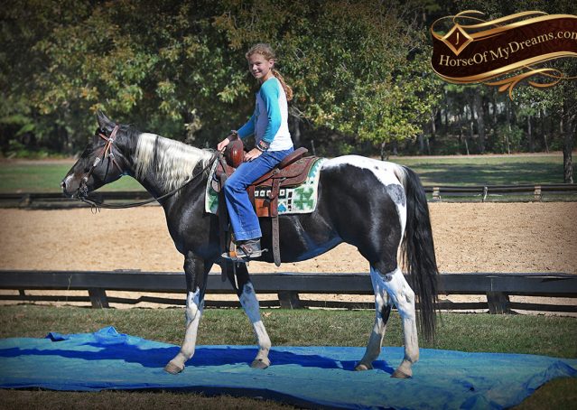 022-Liberty-Black-Tobiano-APHA-Gelding-Gentle-for-Sale